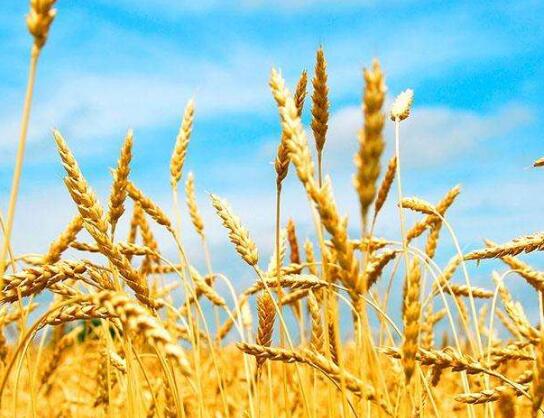 尿素價格箱體大幅下移